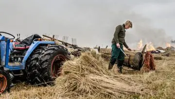 Rietsnijden. Foto: Jan Hagen