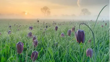 JohanvdWielenkievitsbloem