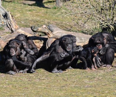 Beekse Bergen - Chimpansees