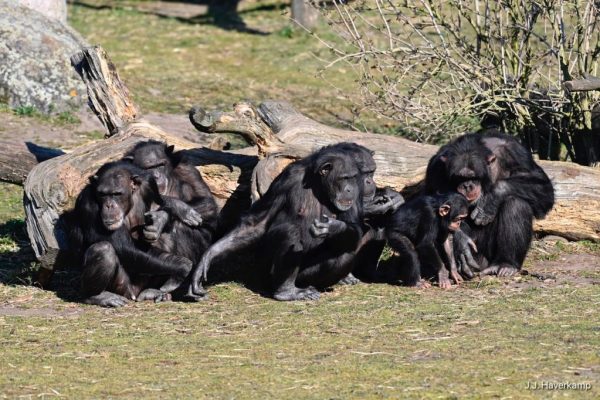 Beekse Bergen - Chimpansees