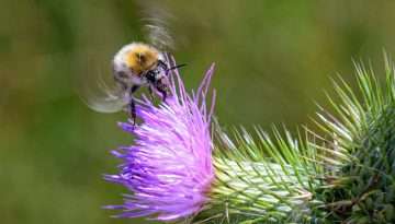 Photo by Henk Kohsiek all rights res