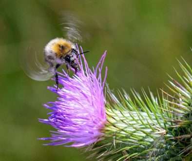 Photo by Henk Kohsiek all rights res Photo by Henk Kohsiek all rights res