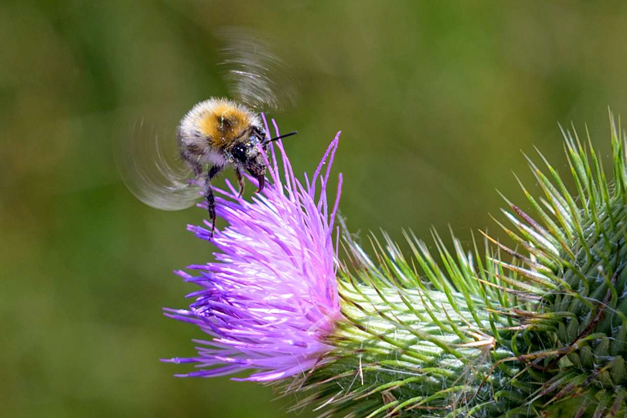 Photo by Henk Kohsiek all rights res Photo by Henk Kohsiek all rights res