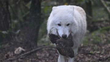 MO december 2025 Rein Kok - Wild