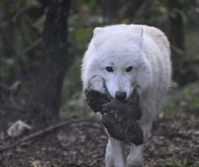 MO december 2025 Rein Kok - Wild