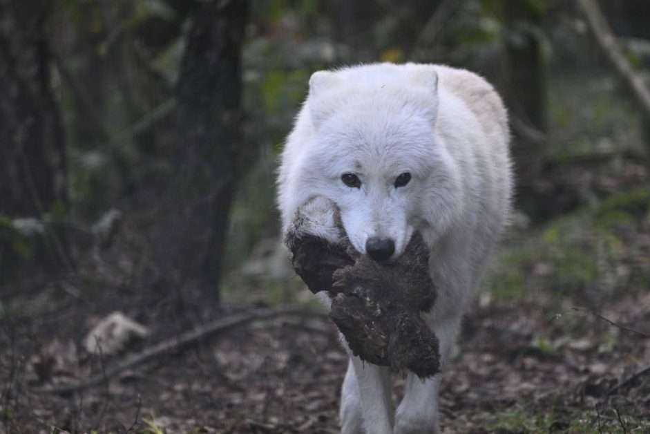 MO december 2025 Rein Kok - Wild