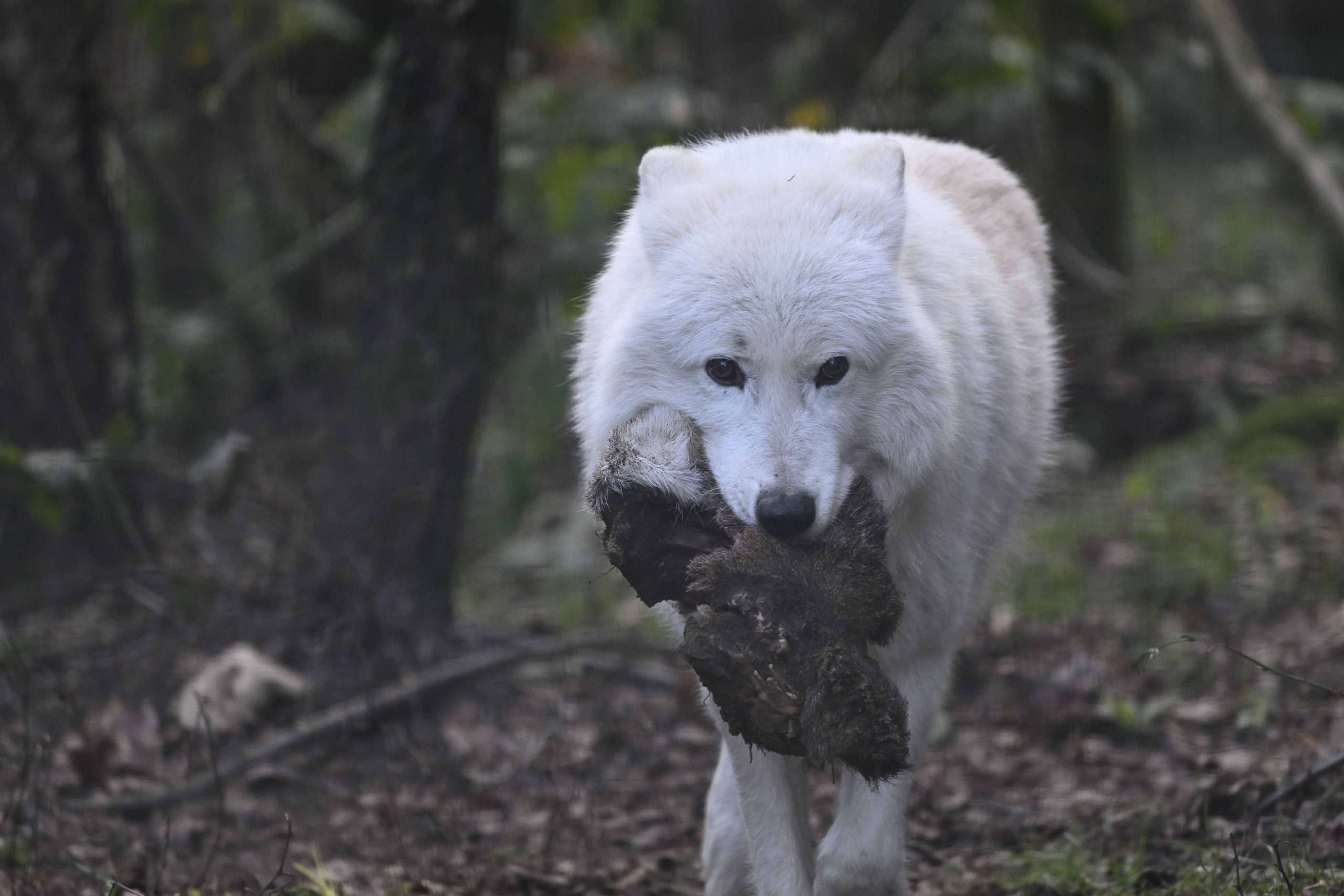 MO december 2025 Rein Kok - Wild