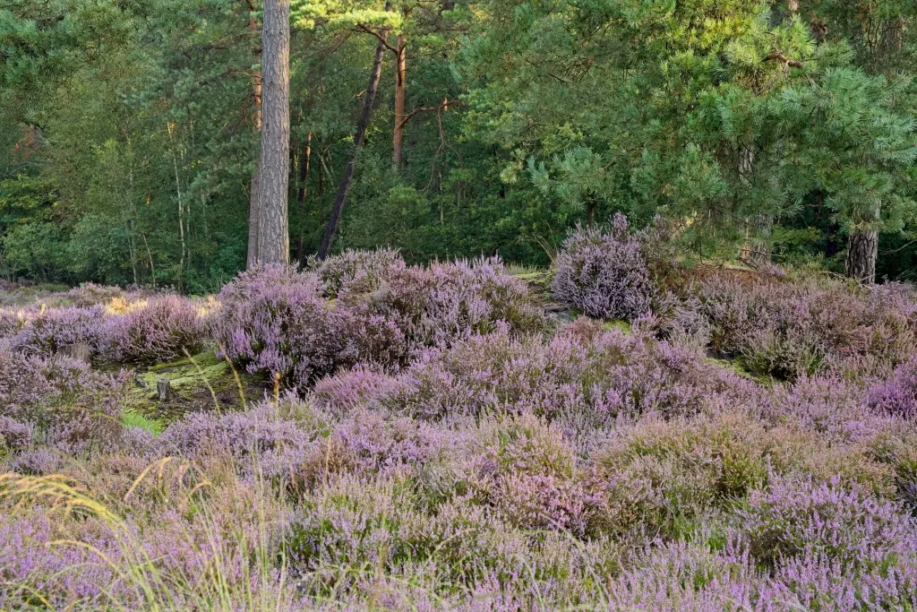Heide